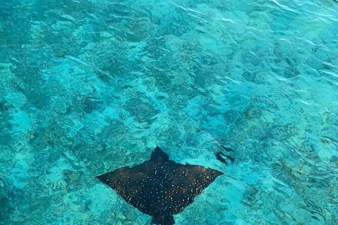 Private Dolphin Tour and Snorkeling at Mnemba Island reef - What you get for the $104.99: value check and hidden essentials