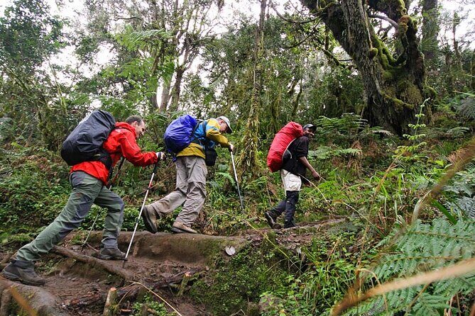 Private Full Day Hiking Experience to Marangu Route - The Picnic Lunch at Lower Altitudes: A Small Meal With Big View Energy