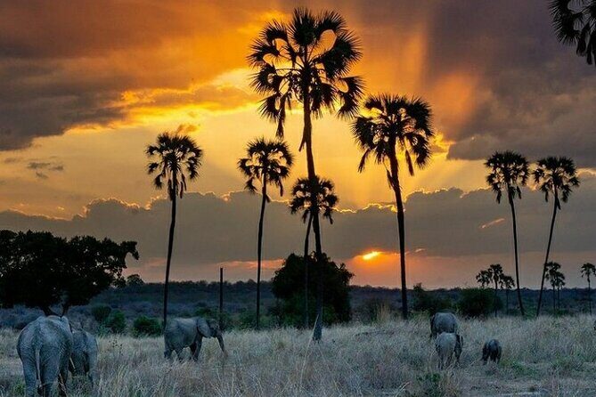 Private Full-Day Trip to Mikumi National Park from Dar es Salaam - Entering Mikumi: what your 4–5 hour safari time is really for