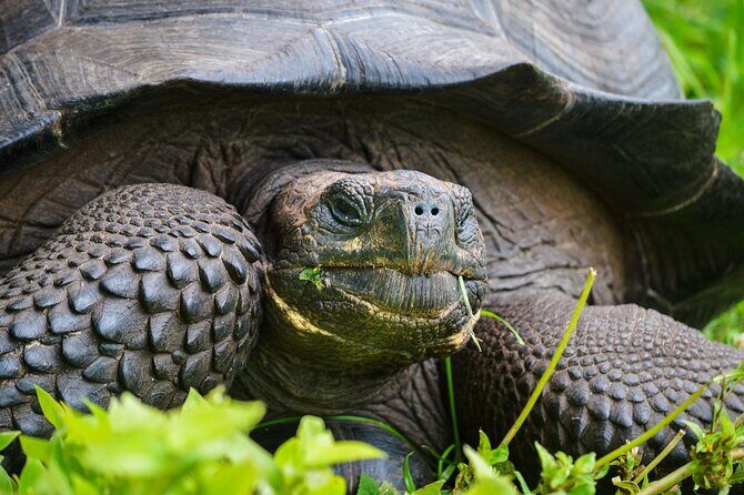 Private Guided Tour to Prison Island, Nakupenda Beach, Stone Town - Prison Island (Changuu): Tortoises, Coral Snorkeling, and the Past in Between