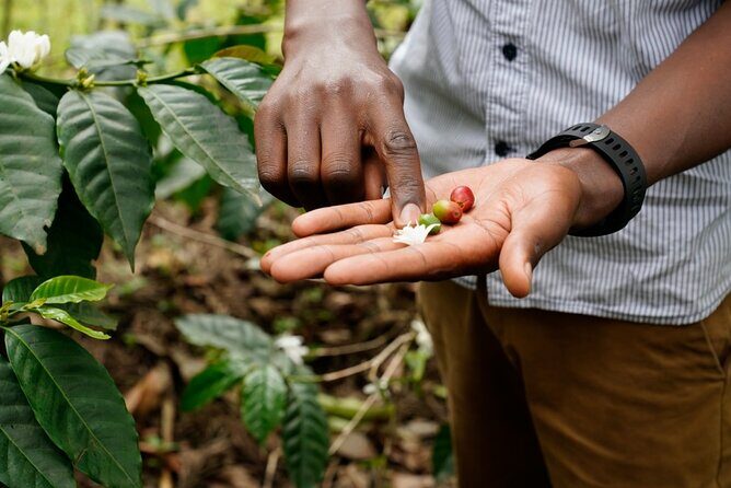 Private Meru Coffee Tour in Nkoaranga - The coffee story you’ll actually remember