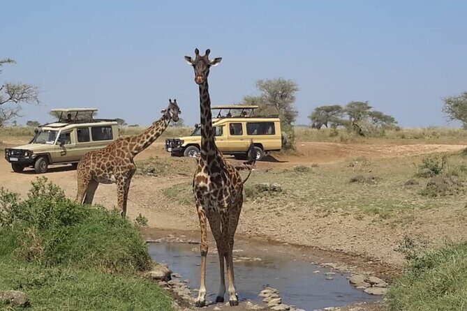 Private Multi day Safari tour in Tanzania - Price and Value: What $3,900 Covers (and What You Still Own)
