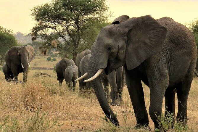 Private Multi Day Tour Tanzania Safari - Day 2: Lake Manyara for Birds, Baobabs, and the Tree-Climbing Lion Dream