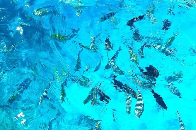 Private Tour to Mnemba Island with Lunch - Sandbank break: swimming, fruit, and a softer rhythm