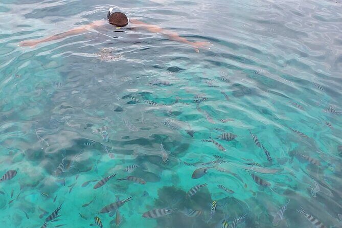 Private Tour to Mnemba Island with Lunch - Dolphin time at Mnemba: how the 85% search is set up