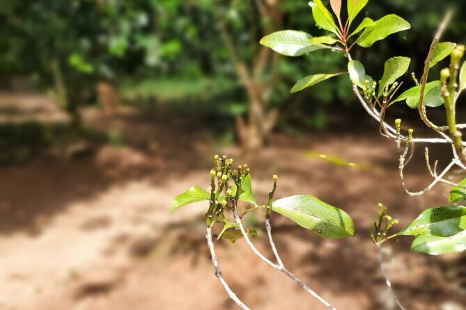 Private Tour Zanzibar Unique Stone Town with spice Farm Plantations - A spice farm visit that turns names into real scents