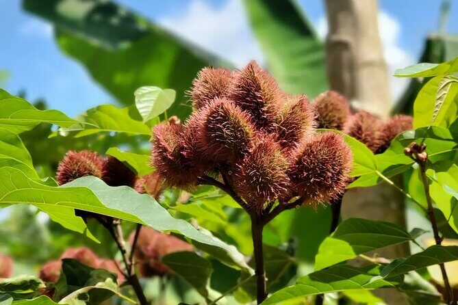 Private Tour Zanzibar Unique Stone Town with spice Farm Plantations - Timing, weather, and the meeting point reality check