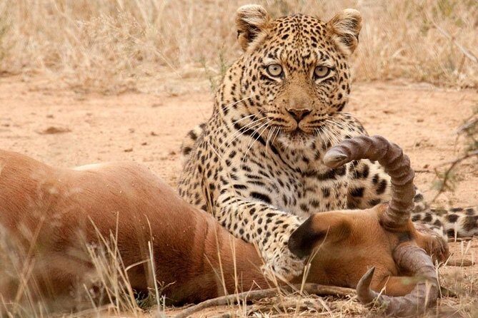 Safari Excelente y Safari lujos Tanzania - Where You Start: Jevas Hotel Encore TZ and a 7:30am Kickoff