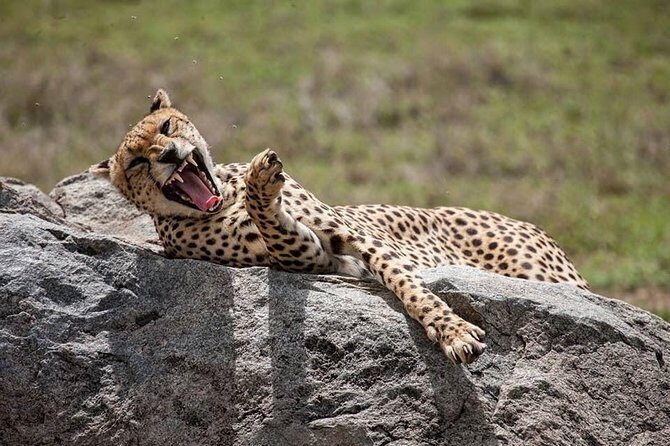 Safari in Tanzania 5 days: Manyara, Ngorongoro, Serengeti - Key points that matter on this Manyara–Ngorongoro–Serengeti safari