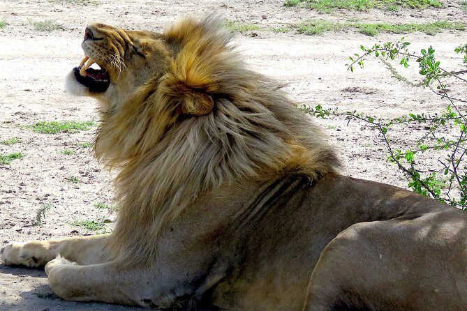 Safari in Tanzania 5 days: Manyara, Ngorongoro, Serengeti - Getting started from Moshi and Arusha: why this route feels efficient