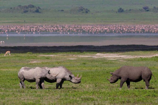 Safari in Tanzania 5 days: Manyara, Ngorongoro, Serengeti - Serengeti on two different days: more chances, less pressure