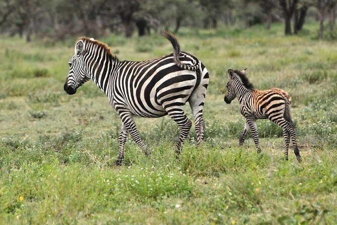 Safari in Tanzania 5 days: Manyara, Ngorongoro, Serengeti - Price and what $3,050 actually buys you