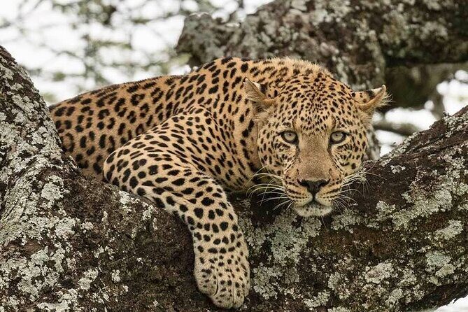 Safari Serengeti And Ngorongoro - What Meals and AMREF Evac Coverage Mean for Your Peace of Mind