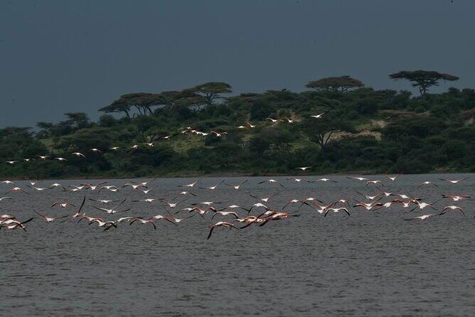 Safari Serengeti And Ngorongoro - Meet the Team: Guides Who Actually Spot the Animals