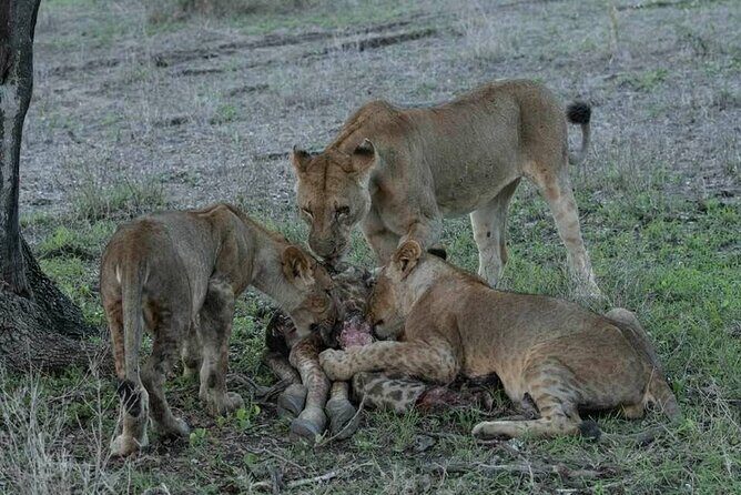 Safari Serengeti And Ngorongoro - Group Size, Privacy, and the Safari Pace