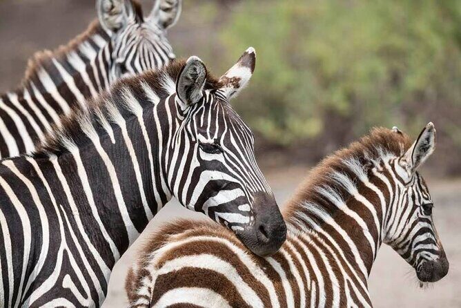 Safari Serengeti And Ngorongoro - Day 1 in Karatu: Airport Transfer and Optional Market Stop