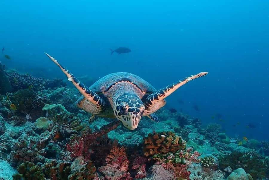 Salaam Cave Tour, Kuza Cave, Paje Beach, Lunch at The Rock - Jozani Mangrove Forest: your first reality check on Zanzibar nature