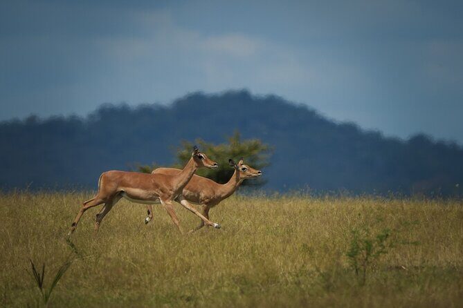 Selous Luxury Day Safari with Photographer - Mtemere Airstrip to the First Game Drive: Where Your Morning Focus Lies