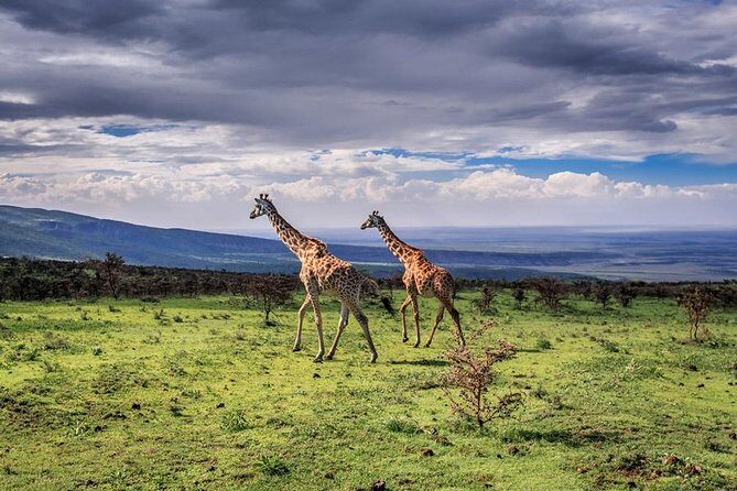 Serengeti & Ngorongoro 3 days Fly Safari in from Zanzibar - Day 1 in Serengeti: Arrival Window and Afternoon Predator Time