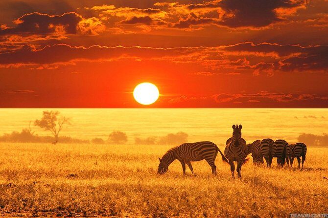 Serengeti & Ngorongoro 3 days Fly Safari in from Zanzibar - Price and Value: Is $2,200 a Good Deal for a 3-Day Fly Safari?