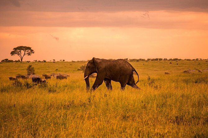 Serengeti & Ngorongoro 3 days Fly Safari in from Zanzibar - Your Guide and the Safari Experience: The Names People Remember