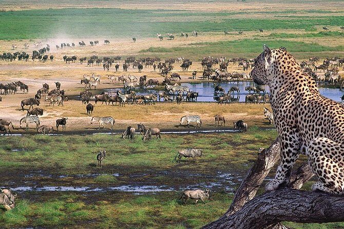 Serengeti & Ngorongoro 3 days Fly Safari in from Zanzibar - Practical Tips: Timing, Comfort, and What to Pack