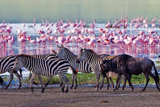 Serengeti & Ngorongoro 3 days Fly Safari in from Zanzibar - Should You Book This Serengeti & Ngorongoro Fly Safari From Zanzibar?