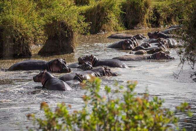Serengeti & Ngorongoro fly in safari - Key things to know before you go