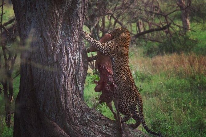 serengeti, ngorongoro & tarangire 5days private tour - Key Things That Make This Safari Work