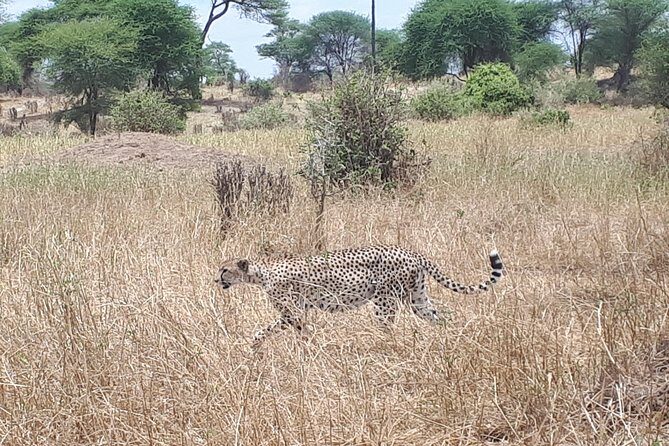 serengeti, ngorongoro & tarangire 5days private tour - Ngorongoro Crater: Why One Spot Can Feel Like Many Safaris