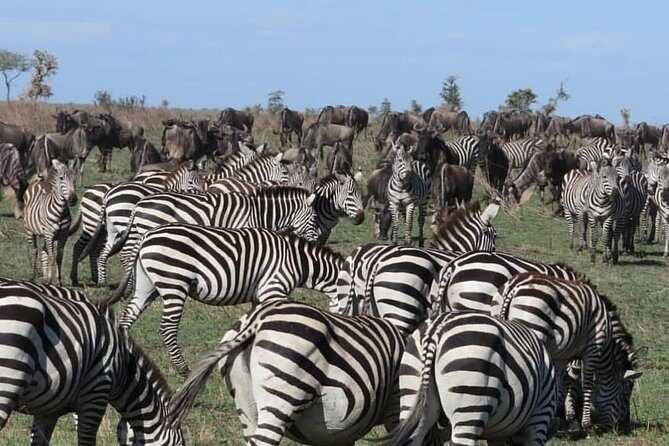 serengeti, ngorongoro & tarangire 5days private tour - The People Side: Guides and Office Support That Keep It Smooth