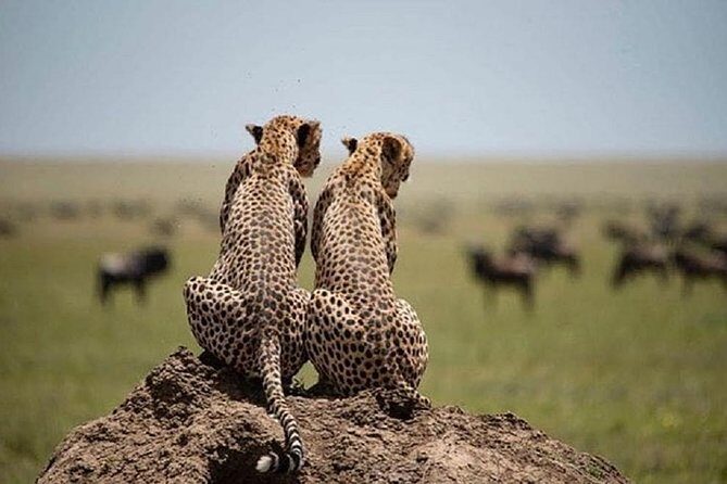 serengeti, ngorongoro & tarangire 5days private tour - Pickup, Mobile Ticket, and the Pace of a Private Route