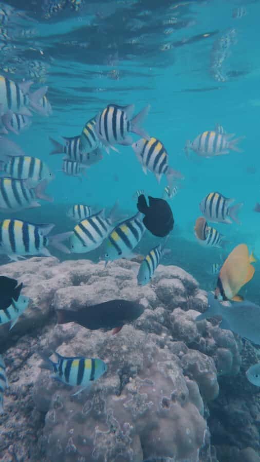 Snorkel Mnemba’s Reefs & Swim with Dolphins Adventure - Key highlights to watch for