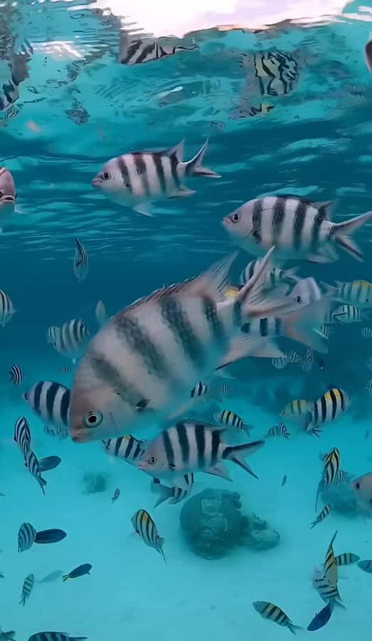 Snorkel Mnemba’s Reefs & Swim with Dolphins Adventure - Dolphins: the day can be perfect, but don’t bet on it