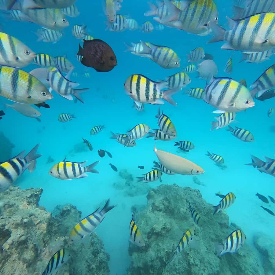 Snorkel Mnemba’s Reefs & Swim with Dolphins Adventure - Where the time goes: itinerary logic in plain English