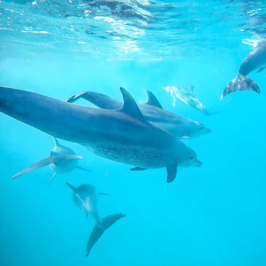 Snorkel Mnemba’s Reefs & Swim with Dolphins Adventure - Muyuni Beach meet-up and the ride that sets the tone