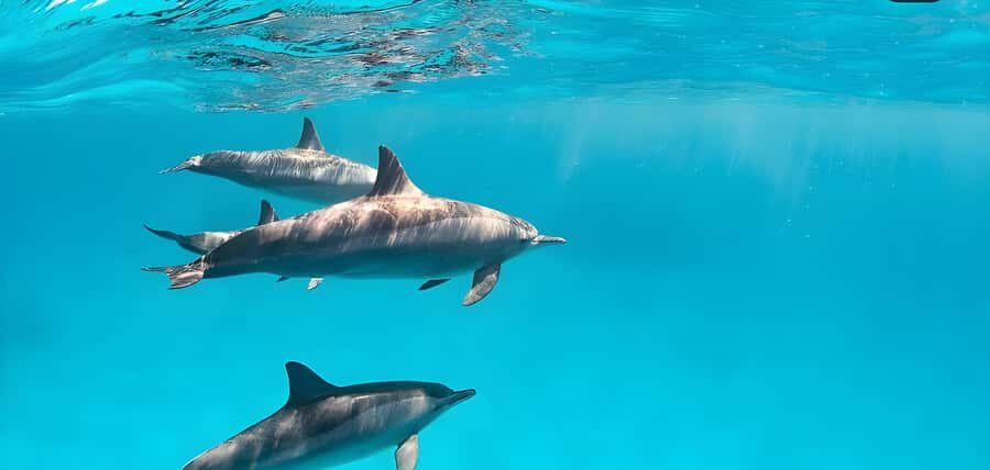 Snorkeling and swimming with dolphins in mnemba island - Key highlights worth knowing