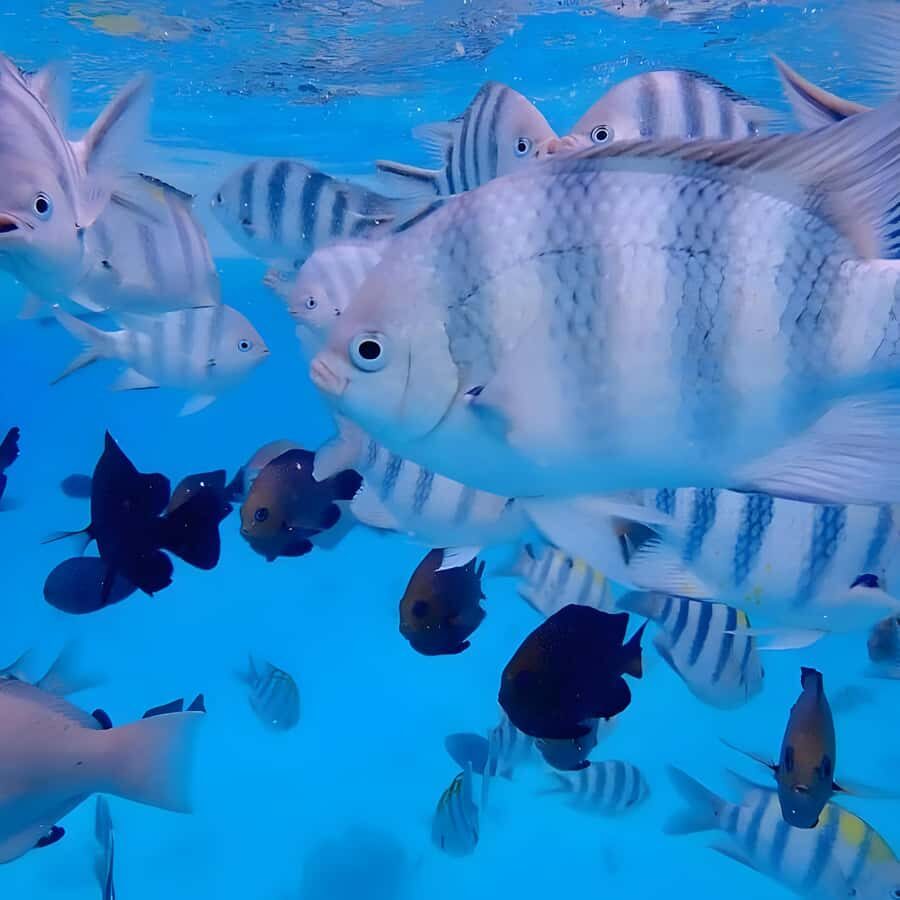 Snorkeling and swimming with dolphins in mnemba island - Mnemba Island: why this corner of Zanzibar draws dolphin spotters