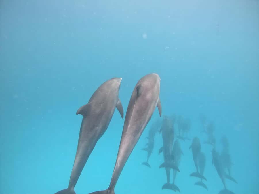 Snorkeling and swimming with dolphins in mnemba island - The dolphin search: thrilling, not guaranteed