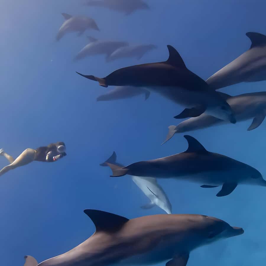 Snorkeling and swimming with dolphins in mnemba island - Crew and organization: what makes the day feel safe