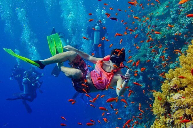 Snorkeling at Mnemba Atoll - Sea life you can realistically look for