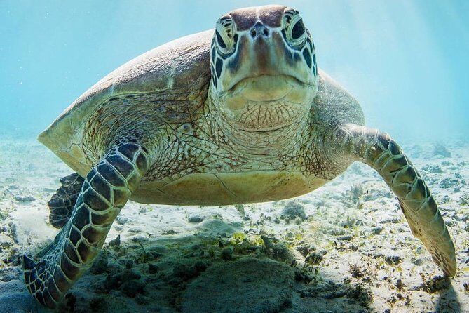 Snorkeling at Mnemba Atoll - The seafood lunch and those comfort details that matter
