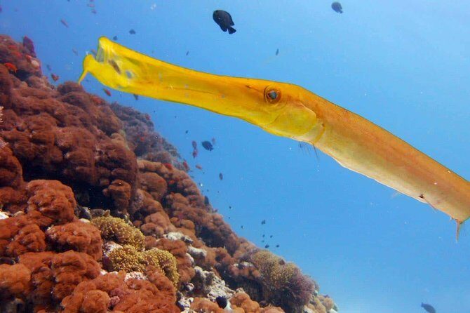 Snorkeling at Mnemba Atoll - Price and value: is $95 fair for what you get?