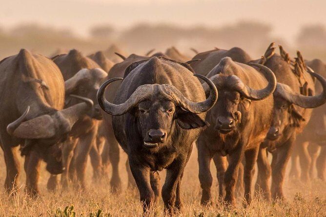 Spotting Africa Big Five (5) animals. - Big Five in 3 days: how this route raises your odds