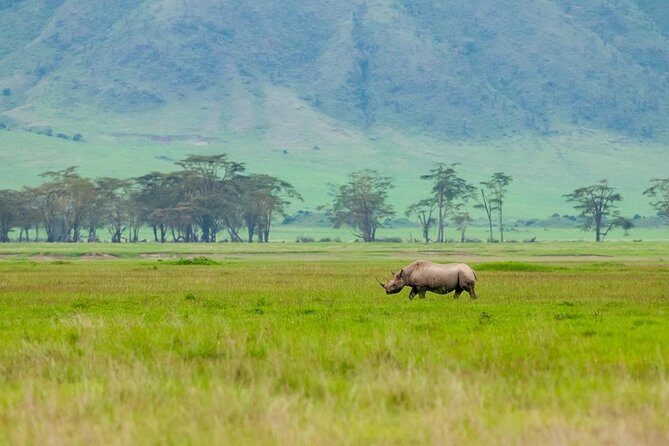 Spotting Africa Big Five (5) animals. - Ngorongoro Crater: your best chance to spot lions, leopard, buffalo, and rhino (Day 2)