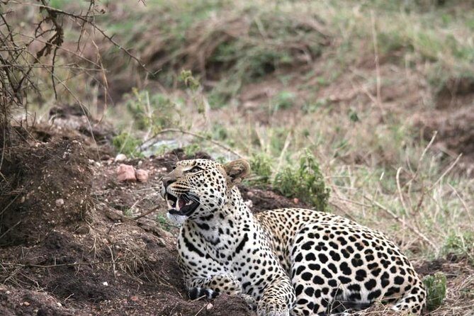 Spotting Africa Big Five (5) animals. - What to pack (and what to plan for) on a Big Five rush