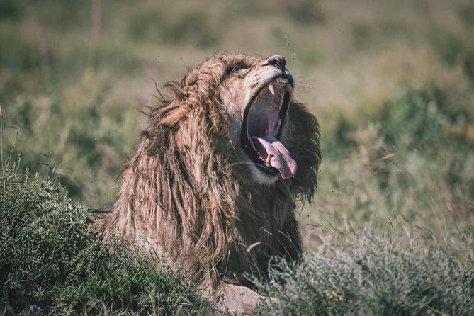 Spotting Africa Big Five (5) animals. - Tarangire National Park: elephants, baobabs, and lion country (Day 1)