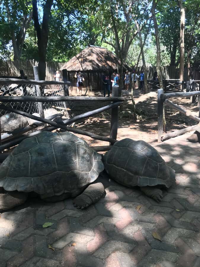 Stone Town: Stone Town and Prison Island Private Day Trip - Practical tips: shoes, snacks, and how to avoid a rough morning