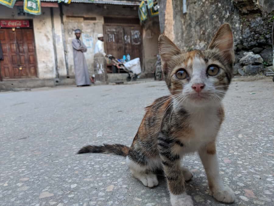 Stonetown Historical Walking Tour & Traditional Lunch - Palace Museum and House of Wonder (Bait-al-ajab): the architecture hits first