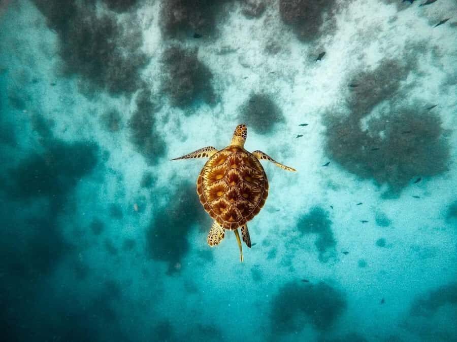 Swim with Sea Turtles, Kuza Cave, Paje Beach, The Rock Lunch - Quick hits you’ll feel in Zanzibar